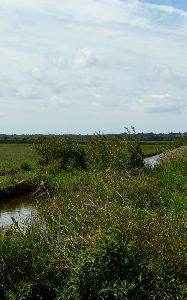 smdc-sentier-marais-de-grandlieu-apres-la-levee-des-platanes.jpg