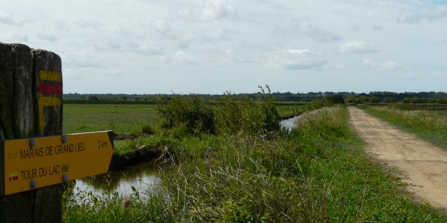 smdc-sentier-marais-de-grandlieu-apres-la-levee-des-platanes.jpg