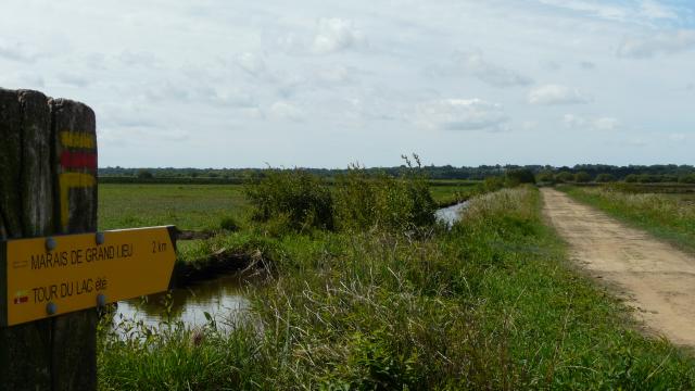 smdc-sentier-marais-de-grandlieu-apres-la-levee-des-platanes.jpg