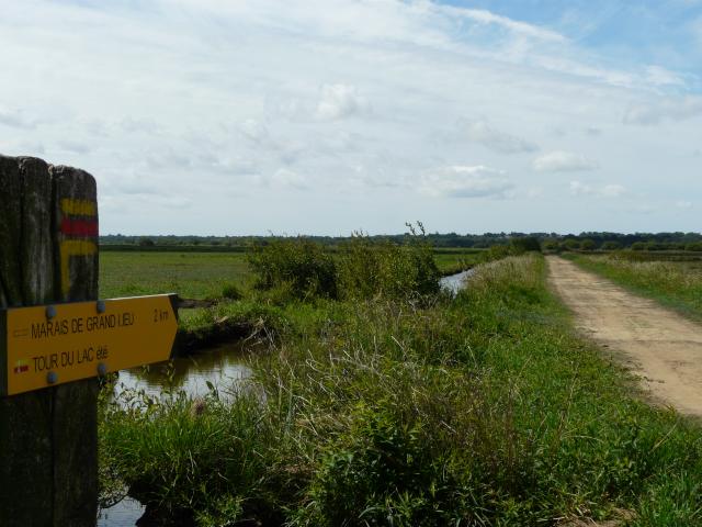 smdc-sentier-marais-de-grandlieu-apres-la-levee-des-platanes.jpg