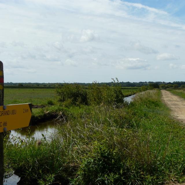 smdc-sentier-marais-de-grandlieu-apres-la-levee-des-platanes.jpg